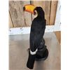 Image 6 : Toco Toucan Full Body Bird Taxidermy