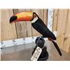 Image 7 : Toco Toucan Full Body Bird Taxidermy