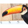 Image 8 : Toco Toucan Full Body Bird Taxidermy