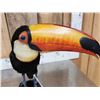 Image 9 : Toco Toucan Full Body Bird Taxidermy