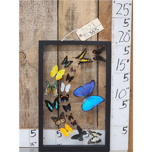 Frame Of 18 Beautiful Butterflies Taxidermy