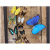 Image 3 : Frame Of 18 Beautiful Butterflies Taxidermy