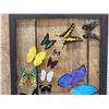 Image 4 : Frame Of 18 Beautiful Butterflies Taxidermy