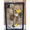 Image 6 : Frame Of 18 Beautiful Butterflies Taxidermy