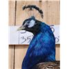 Image 11 : Gorgeous Blue Indian Peacock Full Body Bird Taxidermy