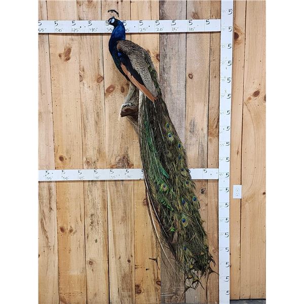 Gorgeous Blue Indian Peacock Full Body Bird Taxidermy