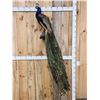 Image 1 : Gorgeous Blue Indian Peacock Full Body Bird Taxidermy