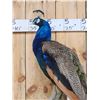 Image 2 : Gorgeous Blue Indian Peacock Full Body Bird Taxidermy