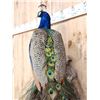Image 5 : Gorgeous Blue Indian Peacock Full Body Bird Taxidermy