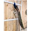 Image 6 : Gorgeous Blue Indian Peacock Full Body Bird Taxidermy