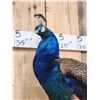 Image 7 : Gorgeous Blue Indian Peacock Full Body Bird Taxidermy