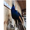 Image 8 : Gorgeous Blue Indian Peacock Full Body Bird Taxidermy