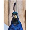 Image 9 : Gorgeous Blue Indian Peacock Full Body Bird Taxidermy