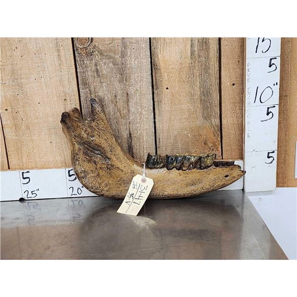 XL Ancient Wolly Rhinoceros Jaw Bone With Teeth Fossil