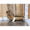 Image 1 : XL Ancient Wolly Rhinoceros Jaw Bone With Teeth Fossil