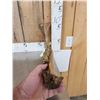 Image 3 : XL Ancient Wolly Rhinoceros Jaw Bone With Teeth Fossil