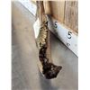 Image 8 : XL Ancient Wolly Rhinoceros Jaw Bone With Teeth Fossil