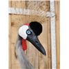 Image 11 : African Crowned Crane Full Body Bird Taxidermy