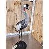 Image 12 : African Crowned Crane Full Body Bird Taxidermy