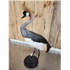 Image 13 : African Crowned Crane Full Body Bird Taxidermy