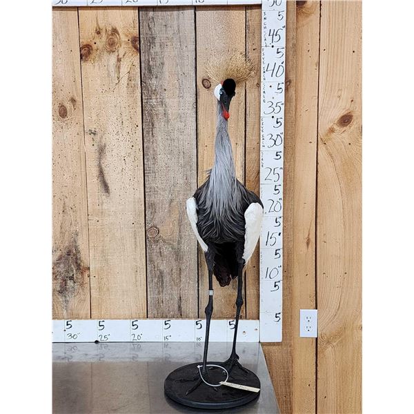 African Crowned Crane Full Body Bird Taxidermy