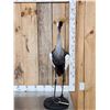 Image 1 : African Crowned Crane Full Body Bird Taxidermy