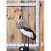 Image 2 : African Crowned Crane Full Body Bird Taxidermy