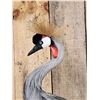 Image 3 : African Crowned Crane Full Body Bird Taxidermy