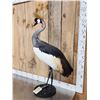 Image 4 : African Crowned Crane Full Body Bird Taxidermy