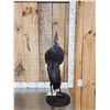 Image 5 : African Crowned Crane Full Body Bird Taxidermy