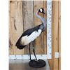 Image 6 : African Crowned Crane Full Body Bird Taxidermy