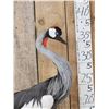 Image 7 : African Crowned Crane Full Body Bird Taxidermy
