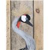Image 8 : African Crowned Crane Full Body Bird Taxidermy
