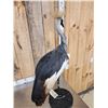 Image 9 : African Crowned Crane Full Body Bird Taxidermy