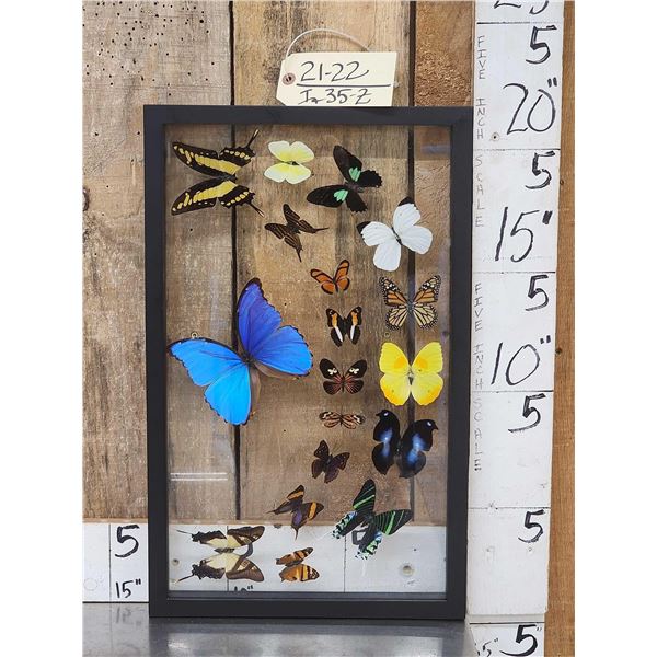 Frame Of 18 Beautiful Butterflies Taxidermy