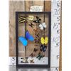 Image 1 : Frame Of 18 Beautiful Butterflies Taxidermy