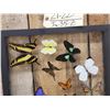 Image 2 : Frame Of 18 Beautiful Butterflies Taxidermy