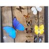 Image 3 : Frame Of 18 Beautiful Butterflies Taxidermy