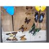 Image 4 : Frame Of 18 Beautiful Butterflies Taxidermy