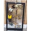 Image 6 : Frame Of 18 Beautiful Butterflies Taxidermy