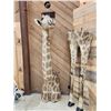 Image 10 : Giraffe & A Half Half Body Taxidermy Mount