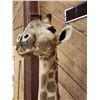 Image 13 : Giraffe & A Half Half Body Taxidermy Mount