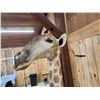 Image 15 : Giraffe & A Half Half Body Taxidermy Mount