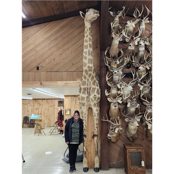 Giraffe & A Half Half Body Taxidermy Mount