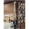 Image 2 : Giraffe & A Half Half Body Taxidermy Mount