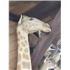 Image 7 : Giraffe & A Half Half Body Taxidermy Mount