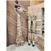 Image 8 : Giraffe & A Half Half Body Taxidermy Mount