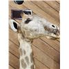 Image 9 : Giraffe & A Half Half Body Taxidermy Mount