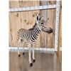Image 10 : Baby Zebra Full Body Taxidermy Mount