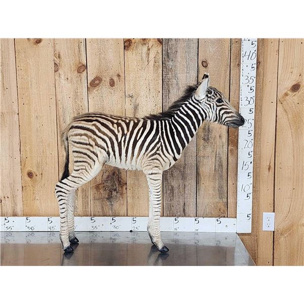 Baby Zebra Full Body Taxidermy Mount